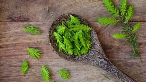 Picked spruce tree Picea fresh tips in spring on a wooden spoon. Stock Footage 340147755
