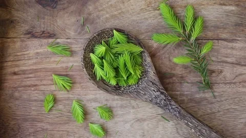 Picked spruce tree Picea fresh tips in spring on a wooden spoon. Stock Footage 340147781