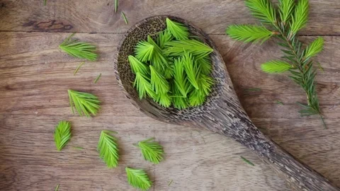 Picked spruce tree Picea fresh tips in spring on a wooden spoon. Stock Footage 340147782