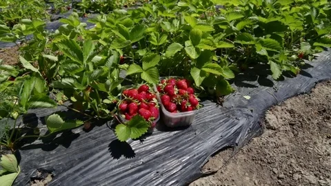 Picked strawberries the boxes Stock-Footage 81810728