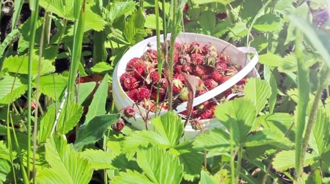 Picked strawberries in the woods Vidéo 54581795