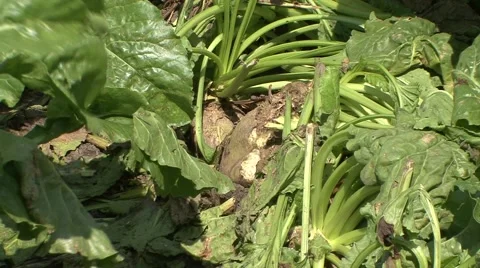 Picked sugar beet Stock-Footage 41140138