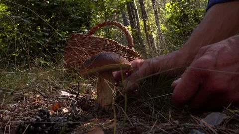 A picker approaches a beautiful boletus in a pine forest - mushroom picking Stock Footage 140933989