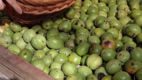 Picker bringing ripe green walnuts from his orchard and depositing them Stock Footage 81656275