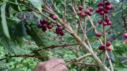 Picker Coffee Hands Stock Footage 83459455