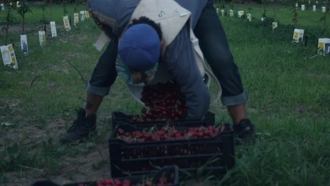 A picker filling a box of cherries Stock Footage 99994354