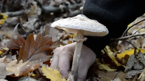 Picker in the forest picking up mushroom Stock Footage 57951255