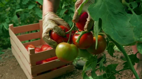 Picker with gloves on hands picking ripe red tomatoes from plant in greenhouse. Stock Footage 64582862