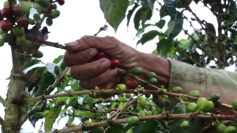 Picker Hands Stock Footage 83457852