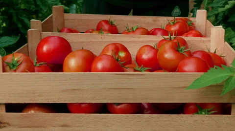 Picker picking tomatoes and packed in wooden boxes, hands close up by Pakito. Stock Footage 64591756