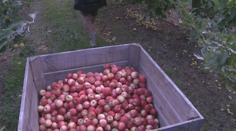 Picker places apples in  bin Stock Footage 338132