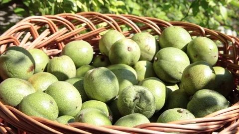 Picker throwing green walnuts in wicker basket in harvest Stock Footage 81656118
