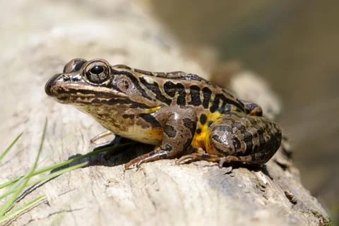 Pickerel frog in spring Stock Photos