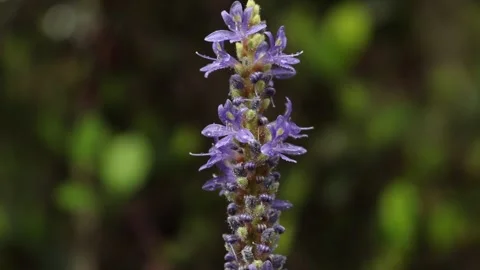 Pickerel Weed Stock Footage 142335553