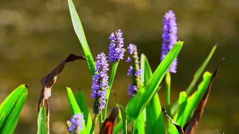 PICKERELWEED CLOSE UP Stock Footage 228708865