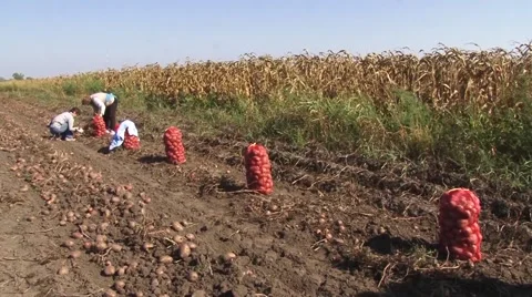 Pickers filling sacks with potatoes Stock-Footage 56496896