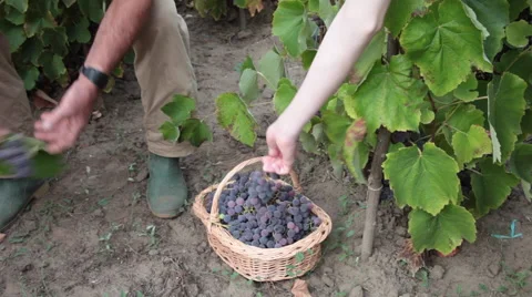Pickers in vineyard with red grapes in basket Stock Footage 57488875