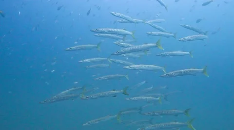 Pickhandle barracuda school Stock Footage 58307667