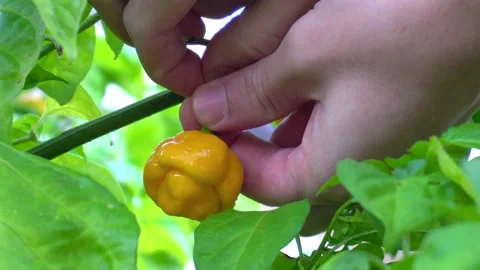 Picking 7 Pot Yellow Brain Strain Peppers from a back yard garden in Tennessee. Stock Footage 142554694