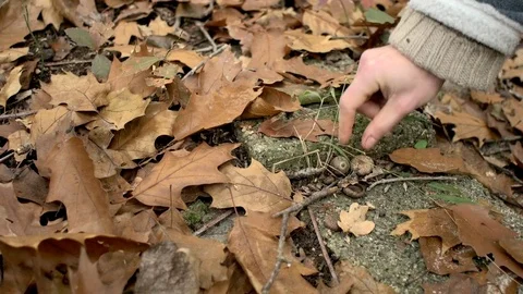 Picking acorns Stock Footage 71194275