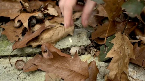 Picking acorns Stock Footage 71199806