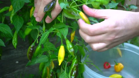 Picking Aji Lemon Drop Peppers from a small back yard garden in Tennessee. Stock Footage 142555514