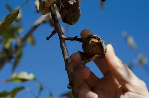 Picking almond off tree 库存照片
