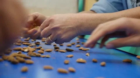 Picking Almonds Video stock 202655829