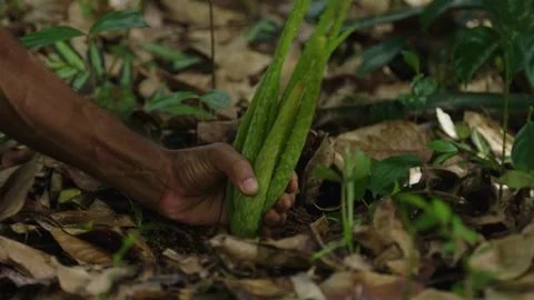 Picking Up Aloe Vera Plant Stock Footage 248803031