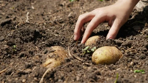Picking up and collecting ripe organic potato growing on farm field. Concept of Stock Footage 146104581