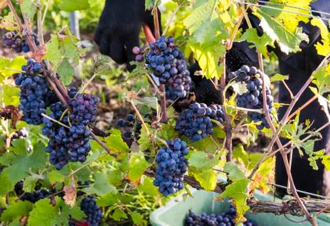 Picking and cutting Grapes Stock Photos