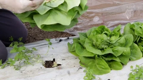 Picking and packing of lettuce Stock Footage 76182119