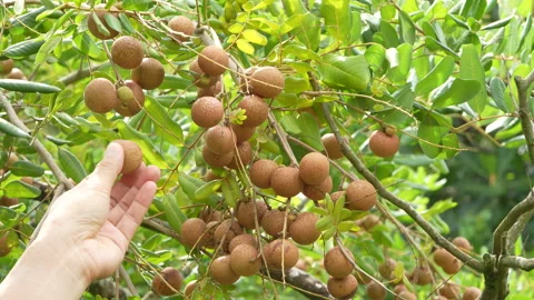 Picking And Peeling Ripe Longan Fruit Directly From Tree Vídeos de archivo 337240223
