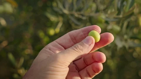 Picking and testing olives for olive harvesting for making extra virgin Video stock 253793040