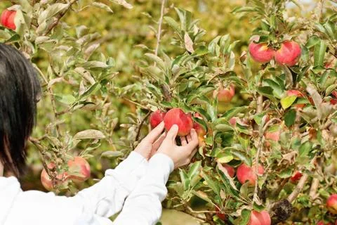 Picking apple from branch Stock Photos