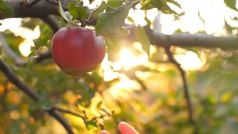 Picking an Apple Stock Footage 80419848
