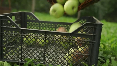 Picking apple from garden in autumn. 스톡 동영상 316829778