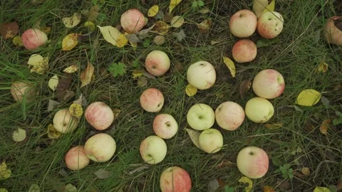 Picking apple from garden in autumn. 스톡 동영상 316829863