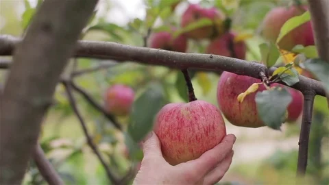 Picking an apple harvest close up. Farmer hand twists ripe red apple rolling off Stock Footage 70090790