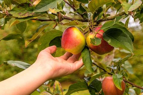 Picking a apple 스톡 사진