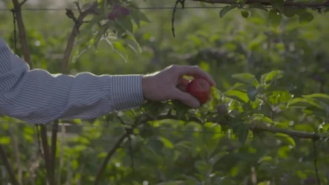 Picking apple off the tree Video stock 74064066