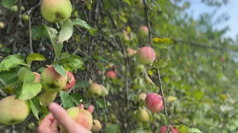 Picking an apple from tree. Stock Footage 282677986