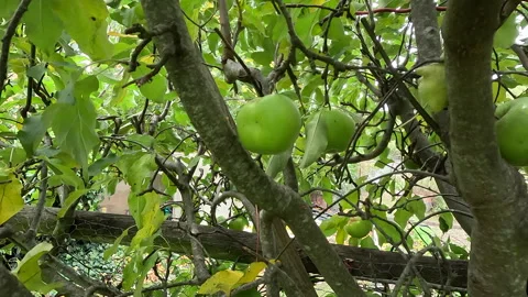 Picking Apple from Tree  P5 H 2024 Stock Footage 274999309