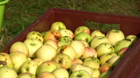 Picking apples Stock Footage 523991