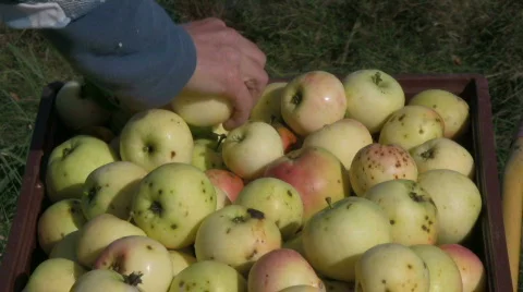 Picking apples 動画素材 524005