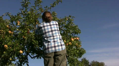 Picking apples Stock Footage 524102