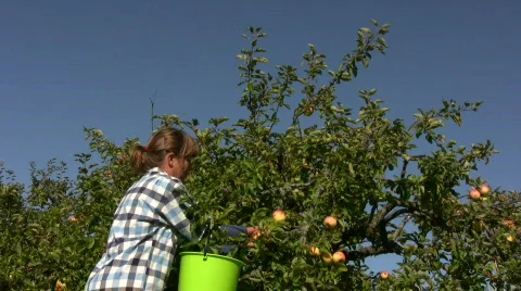 Picking apples Stock Footage 524134