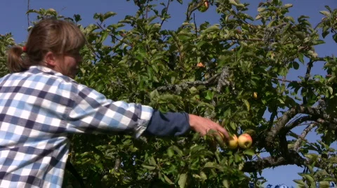 Picking apples Stock Footage 524161