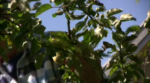 Picking apples Stock-Footage 528850