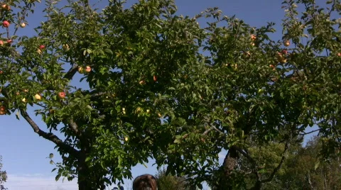 Picking apples Stock-Footage 529037